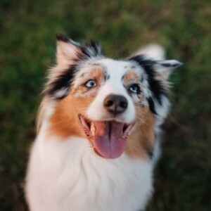 Australian shepherd running